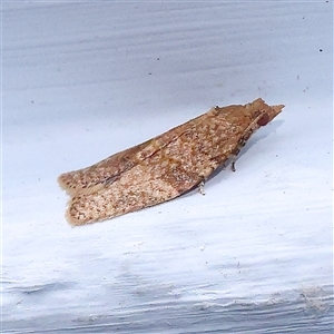 Cryptaspasma sordida (A Tortricid moth (Olethreutinae)) at Turner, ACT by ConBoekel