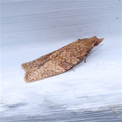 Cryptaspasma sordida (A Tortricid moth (Olethreutinae)) at Turner, ACT - 25 Nov 2024 by ConBoekel