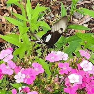 Papilio aegeus (Orchard Swallowtail, Large Citrus Butterfly) at Isaacs, ACT by galah681