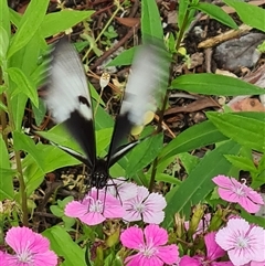 Papilio aegeus at Isaacs, ACT - 27 Nov 2024