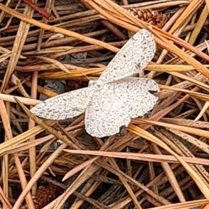 Taxeotis reserata (A Geometer moth) at Isaacs, ACT by galah681