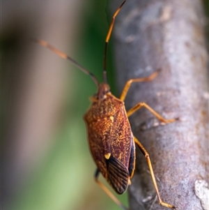 Poecilometis strigatus (Gum Tree Shield Bug) at Wallaroo, NSW by Jek