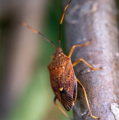 Poecilometis strigatus (Gum Tree Shield Bug) at Wallaroo, NSW - 25 Nov 2024 by Jek