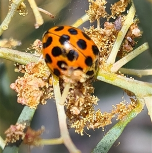 Harmonia conformis at Isaacs, ACT - 9 Oct 2024