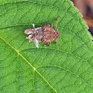 Unidentified Leafhopper or planthopper (Hemiptera, several families) at Isaacs, ACT by galah681