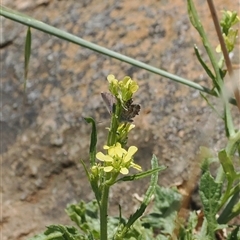 Theclinesthes serpentata (Saltbush Blue) at Cook, ACT - 19 Nov 2024 by RAllen