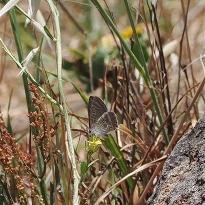 Lampides boeticus (Long-tailed Pea-blue) at Cook, ACT - 19 Nov 2024 by RAllen