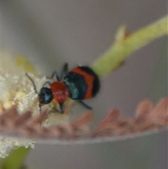 Dicranolaius bellulus (Red and Blue Pollen Beetle) at Hall, ACT - 26 Nov 2024 by Anna123