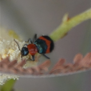 Dicranolaius bellulus at Hall, ACT - 27 Nov 2024