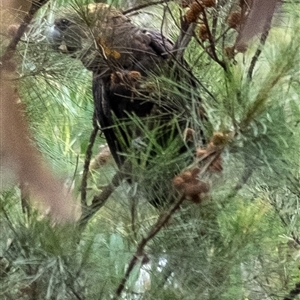 Calyptorhynchus lathami lathami (Glossy Black-Cockatoo) at Tallong, NSW by Aussiegall