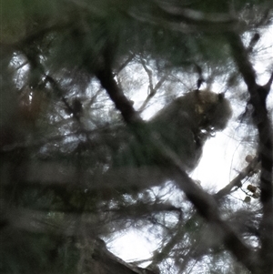 Calyptorhynchus lathami lathami at Tallong, NSW - 26 Mar 2022