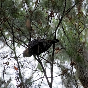 Calyptorhynchus lathami lathami at Tallong, NSW - 26 Mar 2022