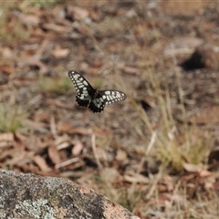 Papilio anactus at Hawker, ACT - 19 Nov 2024 04:16 PM