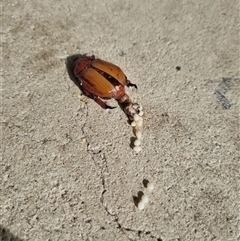 Anoplognathus montanus (Montane Christmas beetle) at Belconnen, ACT - 26 Nov 2024 by Butterflygirl