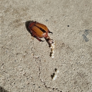 Anoplognathus montanus at Belconnen, ACT - 27 Nov 2024