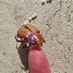 Anoplognathus montanus at Belconnen, ACT - 27 Nov 2024