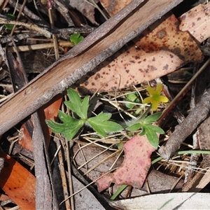 Ranunculus scapiger at Brindabella, ACT - 20 Nov 2024