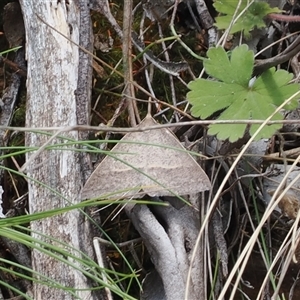 Epidesmia hypenaria (Long-nosed Epidesmia) at Uriarra Village, ACT by RAllen