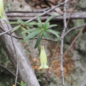 Billardiera macrantha (Mountain Appleberry) at Uriarra Village, ACT by RAllen