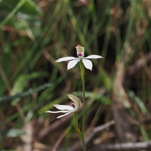 Caladenia moschata (Musky Caps) at Cotter River, ACT by RAllen