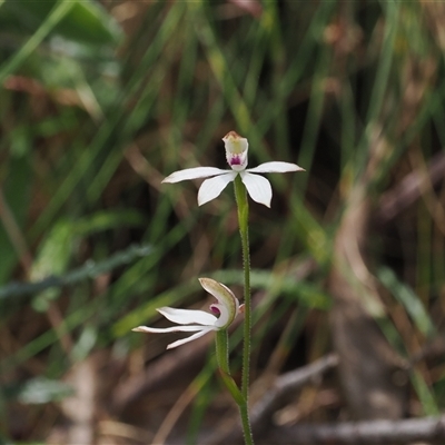 Caladenia moschata (Musky Caps) at Cotter River, ACT - 20 Nov 2024 by RAllen