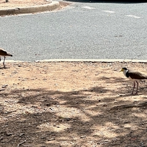 Vanellus miles (Masked Lapwing) at Macquarie, ACT by KMcCue