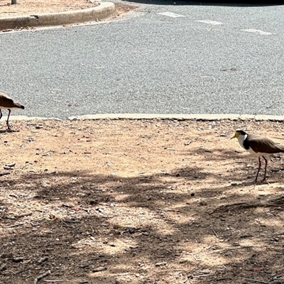 Vanellus miles (Masked Lapwing) at Macquarie, ACT - 26 Nov 2024 by KMcCue