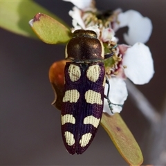 Castiarina decemmaculata (Ten-spot Jewel Beetle) at Denman Prospect, ACT - 25 Nov 2024 by KorinneM