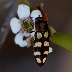 Castiarina decemmaculata at Denman Prospect, ACT - 25 Nov 2024