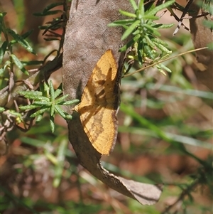 Chrysolarentia correlata (Yellow Carpet) at Cotter River, ACT by RAllen