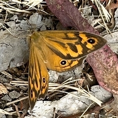 Heteronympha merope (Common Brown Butterfly) at Aranda, ACT - 26 Nov 2024 by KMcCue