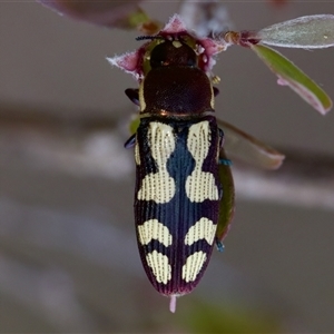 Castiarina decemmaculata at Denman Prospect, ACT - 25 Nov 2024 05:02 PM