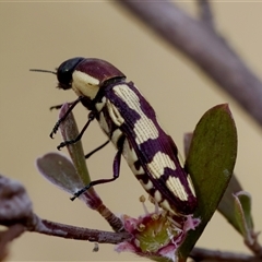 Castiarina decemmaculata at Denman Prospect, ACT - 25 Nov 2024 05:02 PM