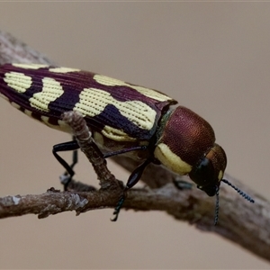 Castiarina decemmaculata at Denman Prospect, ACT - 25 Nov 2024