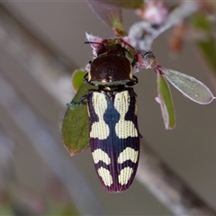 Castiarina decemmaculata at Denman Prospect, ACT - 25 Nov 2024