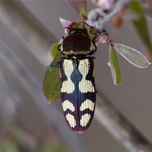 Castiarina decemmaculata at Denman Prospect, ACT - 25 Nov 2024