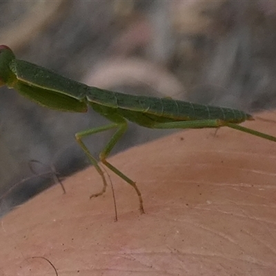 Orthodera ministralis (Green Mantid) at Borough, NSW - 26 Nov 2024 by Paul4K