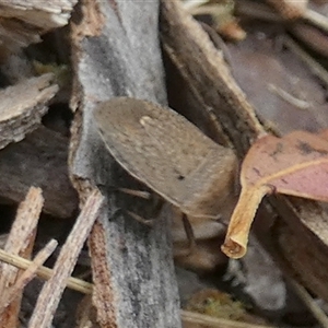 Dictyotus conspicuus (A shield or stink bug) at Borough, NSW by Paul4K