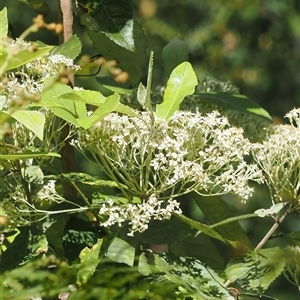 Olearia argophylla (Native Musk) at Uriarra Village, ACT by RAllen