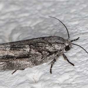 Illidgea epigramma at Melba, ACT - 25 Nov 2024