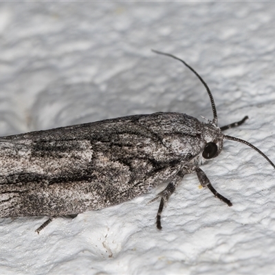 Illidgea epigramma (A Gelechioid moth) at Melba, ACT - 25 Nov 2024 by kasiaaus