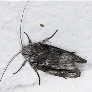 Illidgea epigramma at Melba, ACT - 25 Nov 2024