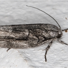 Illidgea epigramma at Melba, ACT - 25 Nov 2024