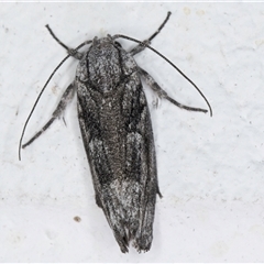 Illidgea epigramma at Melba, ACT - 25 Nov 2024