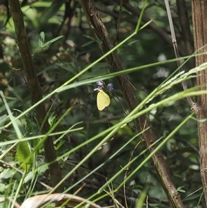 Eurema smilax at Uriarra Village, ACT - 20 Nov 2024 02:05 PM