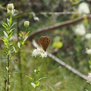 Heteronympha merope (Common Brown Butterfly) at Uriarra Village, ACT by RAllen