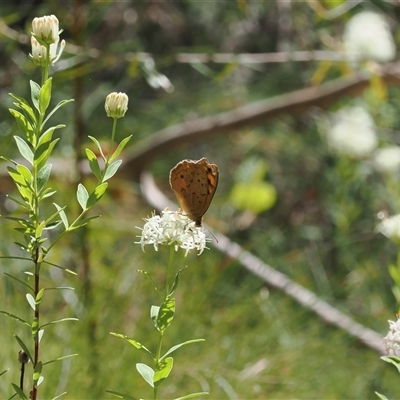 Heteronympha merope (Common Brown Butterfly) at Uriarra Village, ACT - 20 Nov 2024 by RAllen