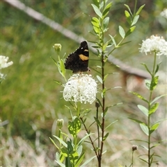 Vanessa itea (Yellow Admiral) at Uriarra Village, ACT - 20 Nov 2024 by RAllen