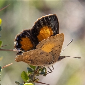 Paralucia aurifera at Rendezvous Creek, ACT - 22 Nov 2024