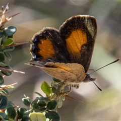 Paralucia aurifera at Rendezvous Creek, ACT - 22 Nov 2024